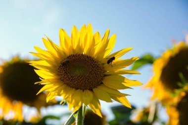 İsviçre 'de bir tarlada ayçiçeği