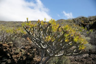 Sahili, okyanusu, yeşili, ağaçları olan manzara manzarası