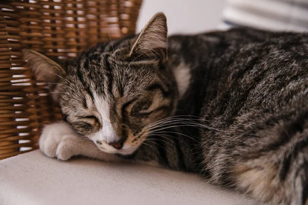 Cat Sleeping Chair — Stock Photo, Image