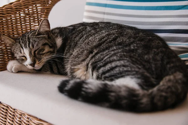 Cat Sleeping Chair — Stock Photo, Image