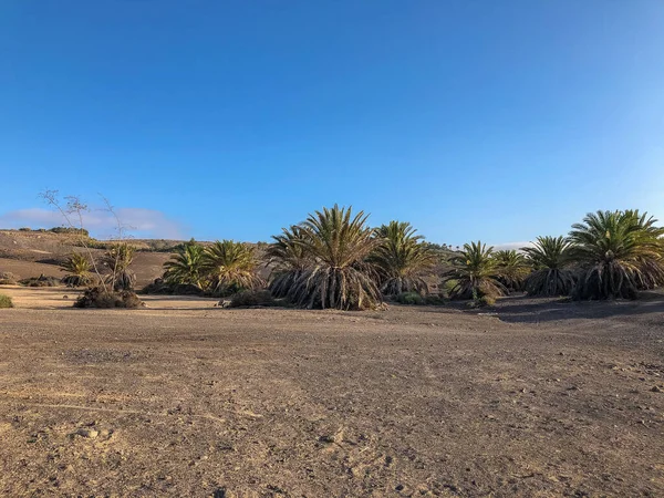 Palmiye ağaçlarıyla manzara