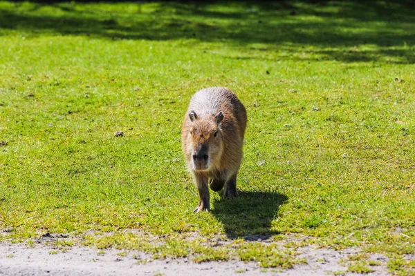 Bir aguti yeşil çimlerde