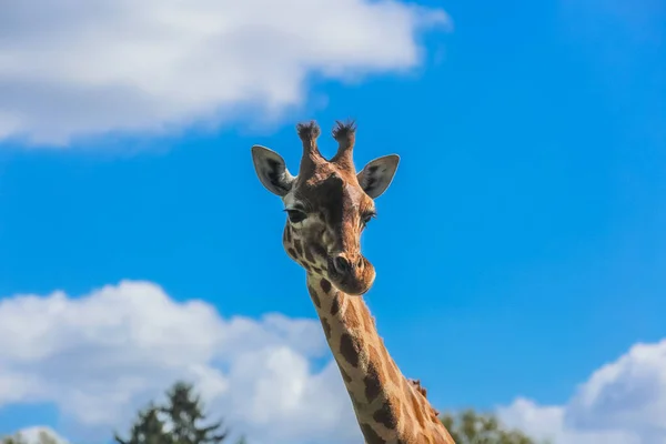 Gökyüzü ve bulutlu bir zürafanın portresi