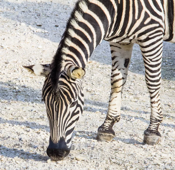 Bir tarlada bir zebra