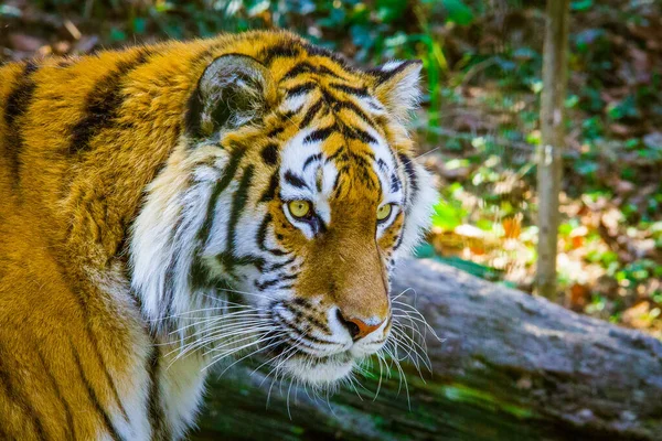 Vahşi bir kaplanın portresi.