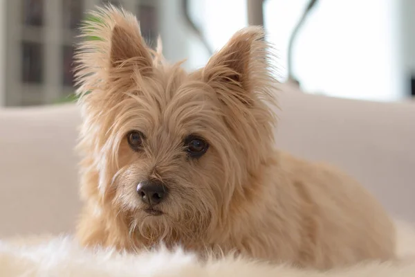 Küçük köpek Norwich Teriyer