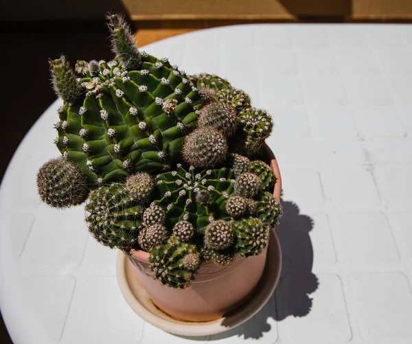 Pequeño Cactus Una Olla — Foto de Stock