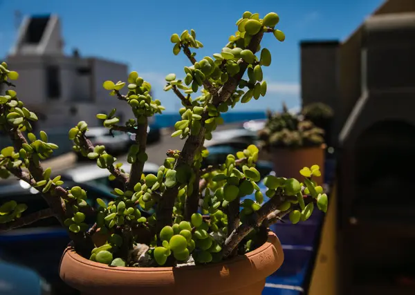 Tencerede küçük bir bitki