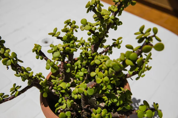 Маленькое Растение Горшке — стоковое фото