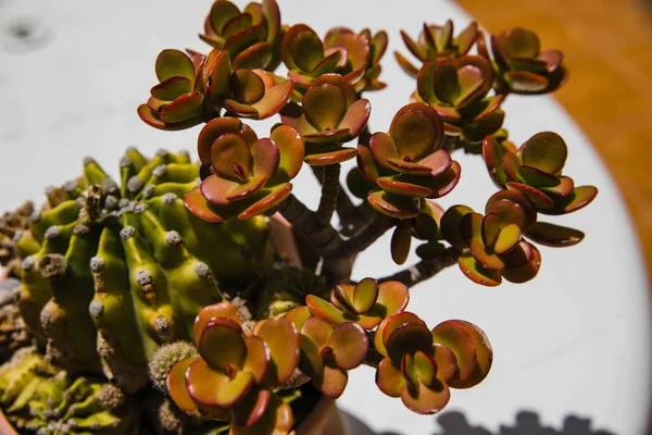 Tencerede küçük bir bitki