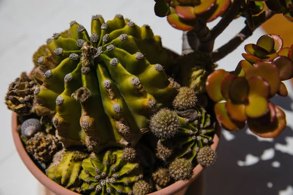 Kaktus Kecil Dalam Panci — Stok Foto