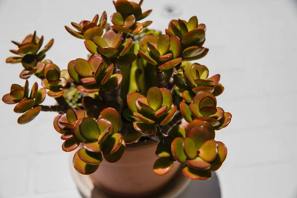 Little Plant Pot — Stock Photo, Image