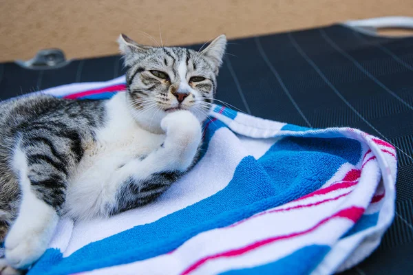 Little Cute Cat Home — Stock Photo, Image