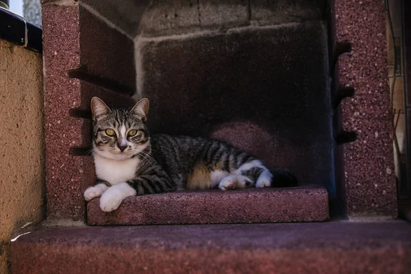 Evdeki küçük sevimli kedi. 