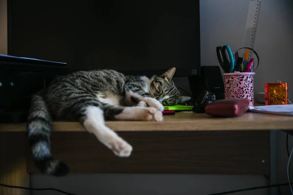 Маленькая Симпатичная Кошка Дома — стоковое фото