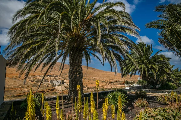 Palmiye ağaçlarıyla manzara