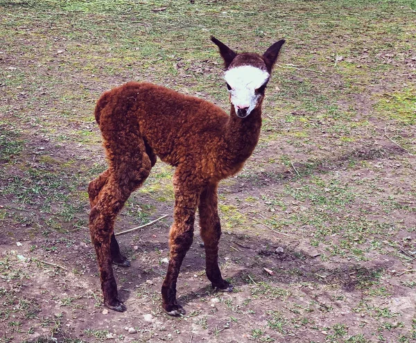 bebek alpaka İsviçre 'de