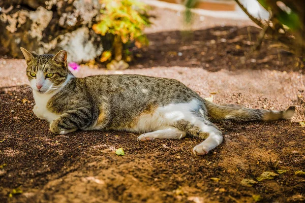 Farklı tat ve meyveli yemek tabağı.