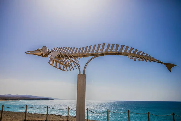 Esqueleto Frente Océano — Foto de Stock