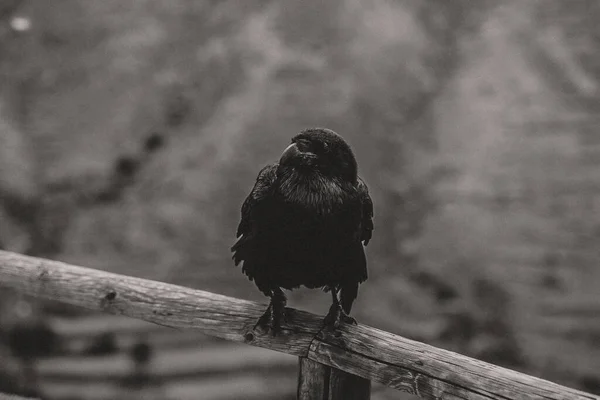 Cuervo Una Cerca Blanco Negro — Foto de Stock