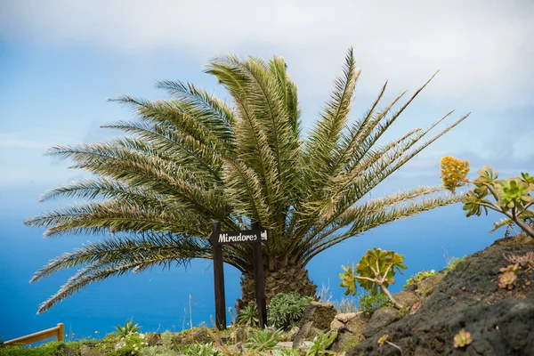Okyanusun önündeki palmiye ağacı
