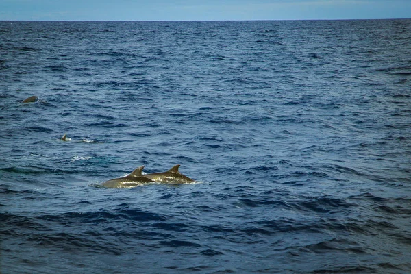 Golfinhos Nadando Oceano — Fotografia de Stock
