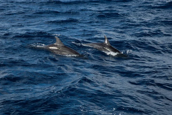 Golfinhos Nadando Oceano — Fotografia de Stock