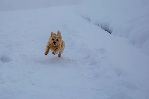 Pequeño Perro Corriendo Nieve Norwich Terrier Imagen De Stock