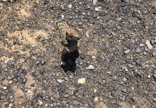 Taşlı sahilde küçük bir sincap.