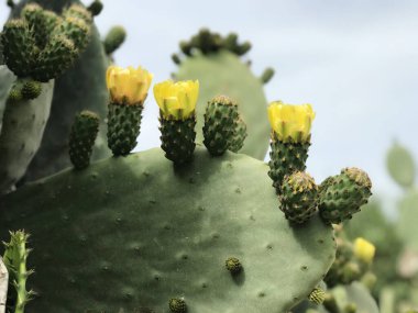 Malta 'da çiçek açan kaktüs