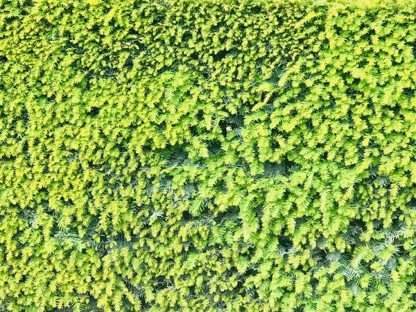 Brotes Verdes Frescos Brillantes Pino Pared Sólida Verde — Foto de Stock