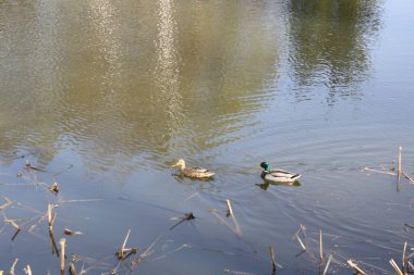 Abramtsevo bölgesi Moskova bölgesi