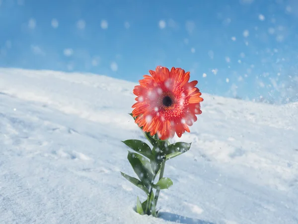 Beautiful red flower on a snowy background. Concept of spring — Stock Photo, Image