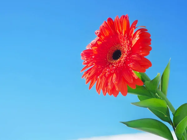 Karlı bir arka plan üzerinde güzel kırmızı çiçek. Bahar kavramı — Stok fotoğraf