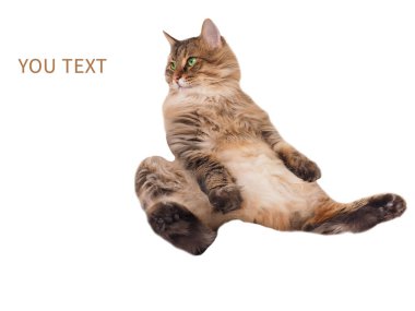 Büyük tüylü kedi çok komik sitting.number 12