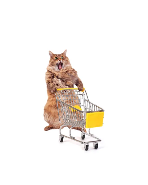 The big shaggy cat with shopping cart isolated on white..number — Stock Photo, Image