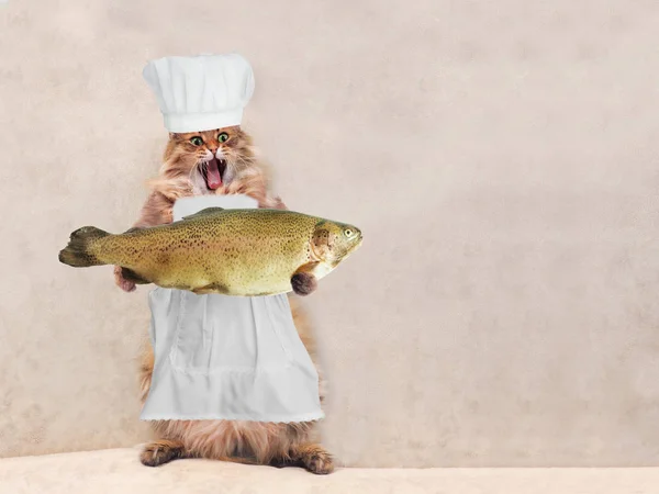 Velká chlupatá kočka stojí velmi vtipné, vařit 3 — Stock fotografie