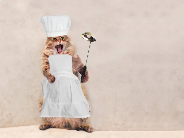 Velká chlupatá kočka stojí velmi vtipné, vařit 1 — Stock fotografie