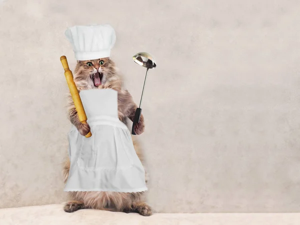 Il grande gatto shaggy è molto divertente in piedi, cuoco 2 — Foto Stock