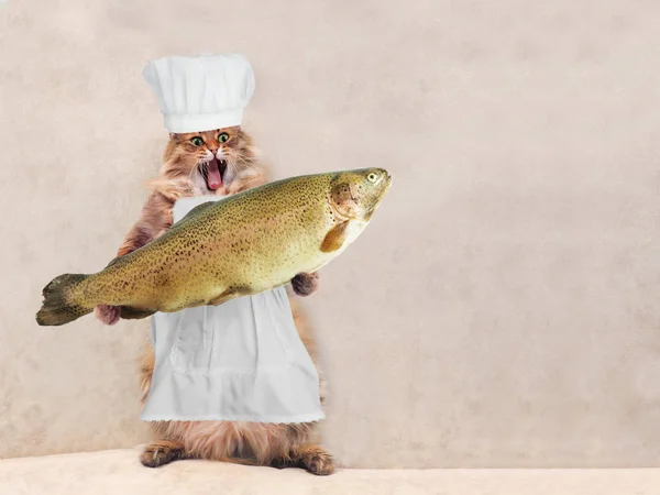 Il grande gatto shaggy è molto divertente in piedi, cuoco 7 — Foto Stock