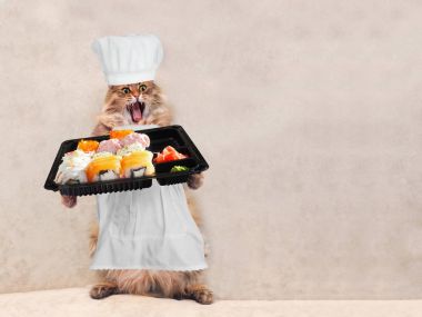 Büyük tüylü kedi çok komik duruyor, 8 yemek