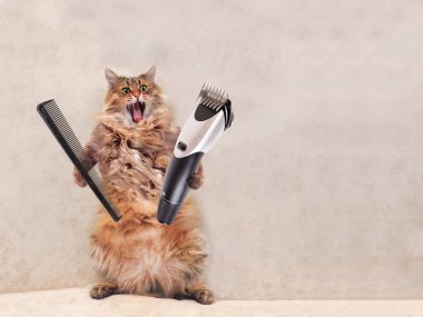 Büyük tüylü kedi çok komik standing.groomer 5