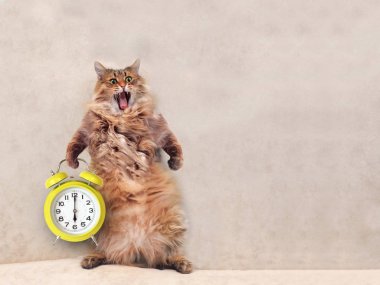 Büyük tüylü kedi çok komik standing.clock 3