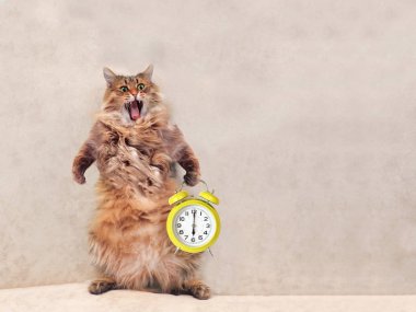 Büyük tüylü kedi çok komik standing.clock 5