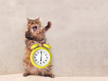 Büyük tüylü kedi çok komik standing.clock 9