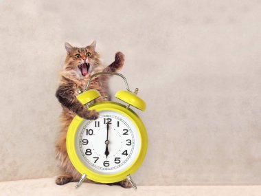 Büyük tüylü kedi çok komik standing.clock 10