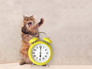 Büyük tüylü kedi çok komik standing.clock 8
