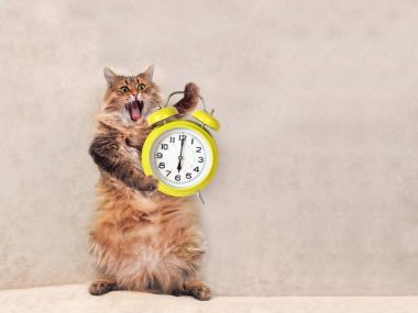 Büyük tüylü kedi çok komik standing.clock 11