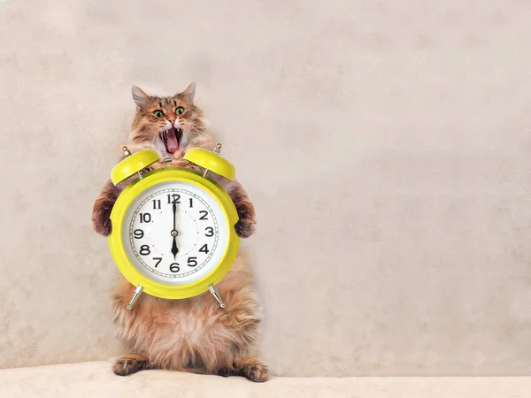 Büyük tüylü kedi çok komik standing.clock 2