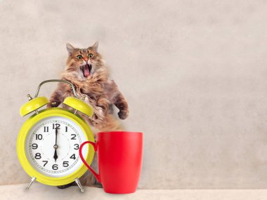 Büyük tüylü kedi çok komik standing.mug 5